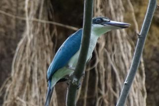 Todiramphus chloris - Halsbandliest (Grünkopfliest, Weißbauchliest)